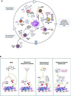 Cytokines Orchestrating the Natural Killer-Myeloid Cell Crosstalk in the Tumor Microenvironment: Implications for Natural Killer Cell-Based Cancer Immunotherapy